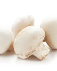 Mushroom Premium