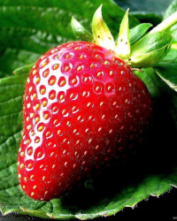 Strawberry Premium